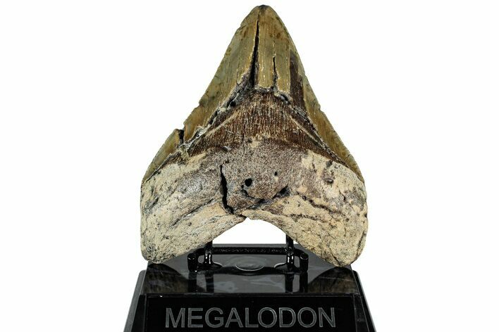 Bargain, Fossil Megalodon Tooth - Serrated Blade #308230